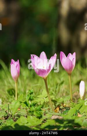 Fleurs de crocuses d'automne sur fond flou - Colchicaceae Banque D'Images