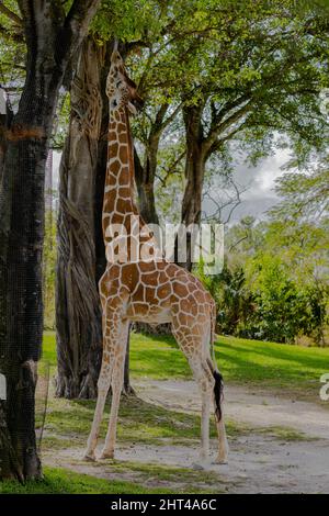 Plan vertical d'une girafe atteignant le sommet des arbres pour manger des feuilles Banque D'Images