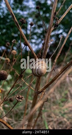 Plan vertical d'un escargot sur une plante sèche Banque D'Images