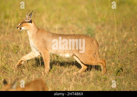 Caracal (Caracal caracal), marche dans les prairies. Lower Mara, réserve nationale de Masai Mara, Kenya Banque D'Images