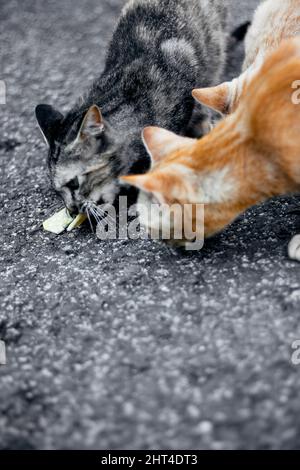 deux chats errants se mangeant ensemble dans la rue Banque D'Images