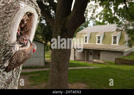 Papillotement à arbre rouge (Colaptes auratus), dans un jardin, à la cavité de l'arbre nichent nourrir les jeunes. Mifflin County, Pennsylvanie centrale, États-Unis Banque D'Images