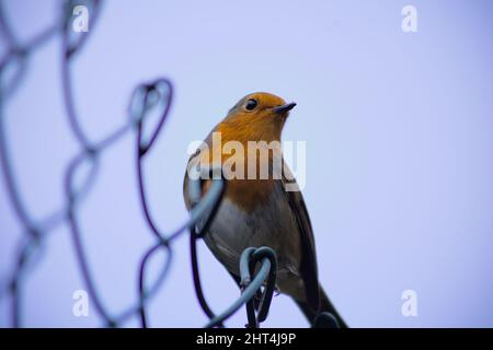 Joli oiseau rouge-gorge européen perché sur la clôture Banque D'Images