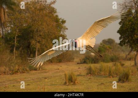 Jabiru (Jabiru mycteria), en vol. Pantanal, Mato Grosso, Brésil Banque D'Images