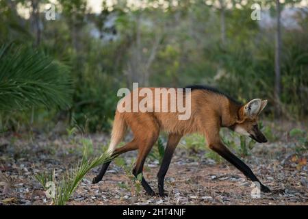 Loup mangé (Chrysocryon brachyurus), marchant sur un sentier. Cerrado, Brésil Banque D'Images