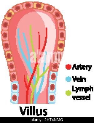 Schéma illustrant la structure du villosités intestinales Illustration de Vecteur