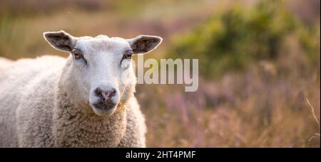 Je suis un mouton - ce que vous êtes. Moutons au coucher du soleil à la bruyère dans le parc national de Rebild, Danemark. Banque D'Images