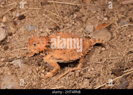 Regal Horned Lizard (Phrynosoma solar), en position défensive. Il peut pirger du sang, peut-être au mauvais goût, de ses yeux s'il est menacé. Un autre désamorce Banque D'Images