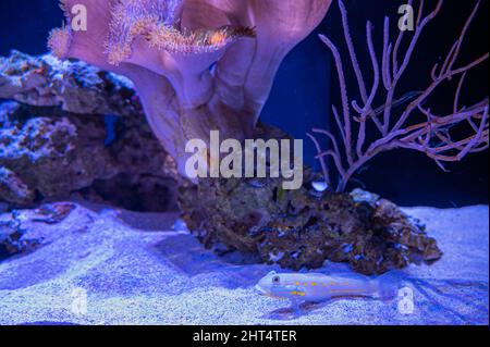 Mignon Sleeper-Goby à pois orange dans un aquarium de Waikiki, Oahu, Hawaï Banque D'Images