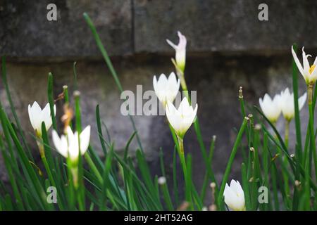 Zephyranthes (également appelée nénuphars, fleur de pluie, nénuphars, nénuphars magiques) avec un fond naturel Banque D'Images