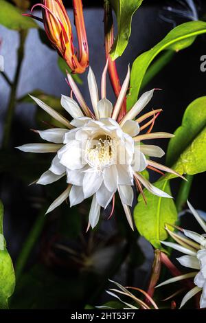 Gros plan de la fleur d'Epiphyllum oxypetalum - Reine de la nuit Banque D'Images