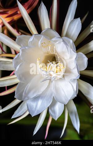 Gros plan de la fleur d'Epiphyllum oxypetalum - Reine de la nuit Banque D'Images