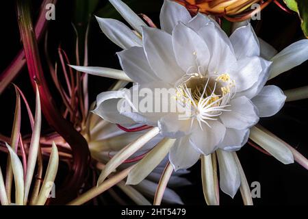 Gros plan de la fleur d'Epiphyllum oxypetalum - Reine de la nuit Banque D'Images