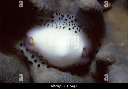 Cowrie à ongles (Calpurnus verrucosus), d'environ 3 cm de long. Vit et se nourrit de cuir corail (Sarcophyton sp.). Salamana, Papouasie-Nouvelle-Guinée Banque D'Images