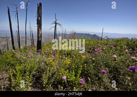 Troncs d'arbres brûlés entourés de fleurs en renouvellement après un feu de forêt sur Mount Lemmon, Tucson, Arizona, États-Unis Banque D'Images