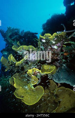 Coraux jaunes avec poissons de récif, récifs de rubans, Grande barrière de corail, Queensland, Australie Banque D'Images