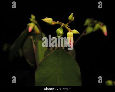 Cliché sélectif d'un Oxalis barrelieri vert isolé sur fond noir Banque D'Images