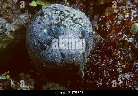 Les globes oculaires du marin (Valonia ventricosa), une algue verte unicellulaire, l'une des plus grandes, de 1 à 5 cm de diamètre. Banque D'Images