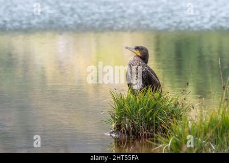 Magnifique oiseau avec grand cormorant de plumage brun (Phalacrocorax carbo) gros plan sur une chaussette de protection avec herbe verte sur un fond flou d'eau dans le Banque D'Images