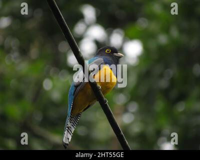 Photo d'un oiseau de trogon de Guianan perché sur une branche d'arbre à faible angle de mise au point peu profonde Banque D'Images