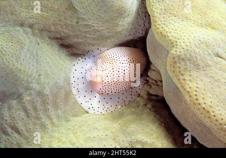 Cowrie à ongles (Calpurnus verrucosus), d'environ 3 cm de long. Vit sur, et se nourrit de, le corail mou Sarcophyton. Îles solitaires, Nouvelle-Galles du Sud Banque D'Images