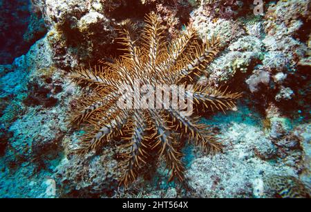 L'étoile de mer d'Acanthaster (Acanthaster planci), une espèce envahissante. Une colonie peut décimer tout un récif de corail. Vila, Vanuatu Banque D'Images