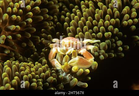 Crabe en porcelaine à pois rouges (Neopetrolisthes maculatus), en anémone. Ambon, Indonésie Banque D'Images