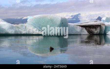 Ile - Jökulsárlón - Gletscherflusslagune / Islande - Jökulsárlón - Galcier / Banque D'Images