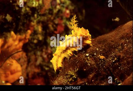 Concombre de mer d'orange (Cucumaria miniata). Dispose de quinze ensembles de bras pour se nourrir se terminant par des tentacules bushy. La longueur avec tentacules étendues peut être de 25 cm. Banque D'Images