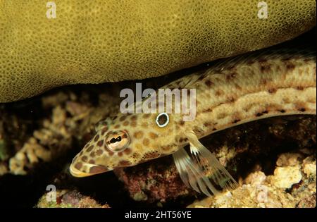 Le sandperch laticé (Paraperci clathrata), mâle; les femelles n'ont pas l'ocellus. Manado, Indonésie Banque D'Images