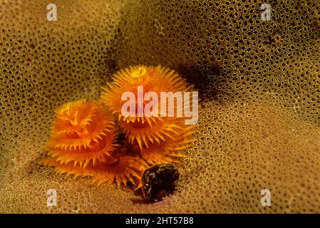 Vers d'arbre de Noël (Spirobranchus giganteus), incrustés dans le corail dur. La portée moyenne est de 3,8 cm. Manado, Indonésie Banque D'Images