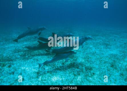 Grands dauphins (Tursiops truncatus), gousse comprenant deux veaux qui restent en contact presque constant avec les adultes pour les protéger des prédateurs. Banque D'Images