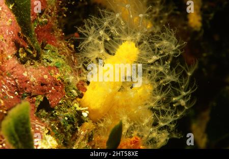 Corail jaune mou (Metalcyonium sp.), un corail en cuir la nuit, avec polypes étendus pour l'alimentation. Mer de corail, Australie Banque D'Images