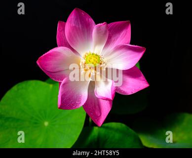 Belle fleur de Lotus (Nelumbo nucifera) ferme vers le haut de la vue, les fleurs le matin, se développent vers le soleil. Banque D'Images
