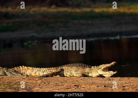 Un crocodile du Nil (Crocodylus niloticus) au soleil avec les mâchoires ouvertes, Kruger National Park, Afrique du Sud Banque D'Images