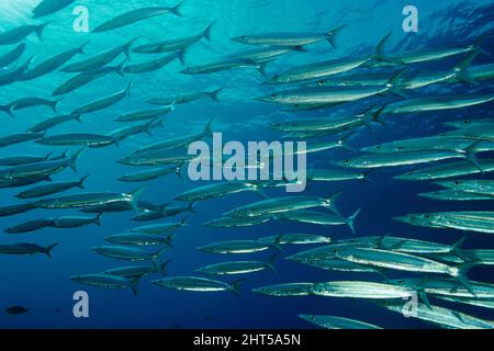 Hellers barracuda (Sphyraena helleri), école, correctement appelée batterie. Mer de corail, Queensland, Australie Banque D'Images