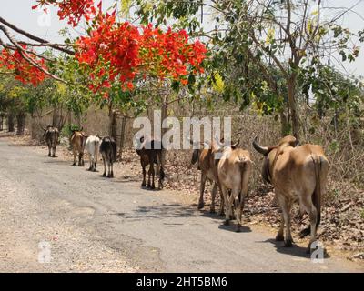 Belle photo d'un troupeau d'oxen marchant près d'une rue Banque D'Images