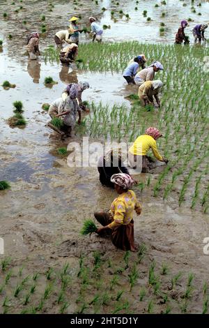 Femmes plantant du riz dans le paddy à patauger dans du lisier profond. Banque D'Images