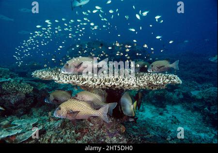 Les lèvres des Arlequins (Plectorhinchus chaetodonoides), entre autres poissons de récif et coraux Acropora. Grande barrière de corail, Queensland, Australie Banque D'Images