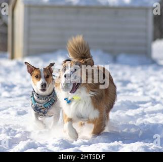 Berger australien et Jack Russell jouant dans un parc couvert de neige aux Coteaux Banque D'Images