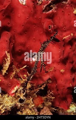 L'arlequin fantôme (Solenostomus paradoxus) atteint environ 10 cm. Peut être noir ou partiellement transparent avec des marques rouges, jaunes et blanches. Banque D'Images