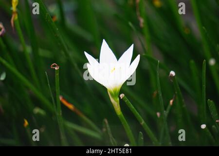 Zephyranthes (également appelée nénuphars, fleur de pluie, nénuphars, nénuphars magiques) avec un fond naturel Banque D'Images