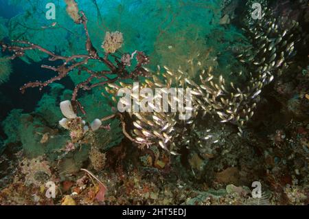 Balayeuses porcines (Parapriacanthus ransonneti), sous l'arbre de corail noir Ambon, Indonésie Banque D'Images