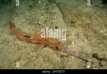 Requin-scie à longue (Pristiophorus cirrhotus), Nouvelle-Galles du Sud, Australie Banque D'Images