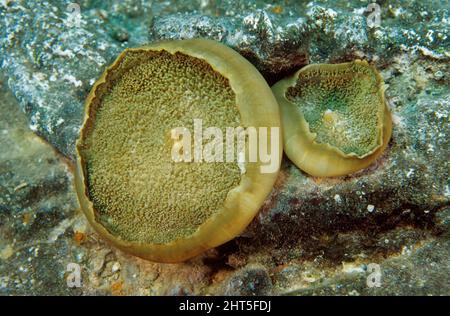 Corallimorph (Amplexidiscus fenestrafer), bouche. Grande barrière de corail, Queensland, Australie Banque D'Images