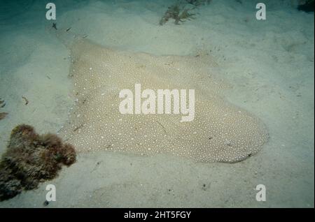 Requin ange de l'est Squatina sp. Enterré dans du sable au sud-est de l'Australie Banque D'Images