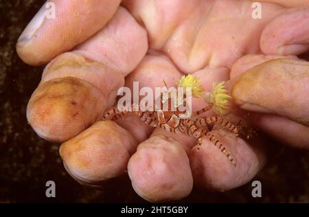 Crabe boxeur (Lybia tessellata), tenu à la main. Il y a des anémones accrochés dans ses griffes pour la protection et pour la proie étonnante. Banque D'Images