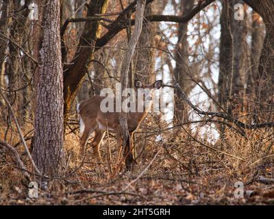 Gros plan sur le cerf de Virginie au parc et centre de la nature Ernie Miller à Olathe, Kansas, États-Unis Banque D'Images