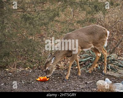 Gros plan sur les cerfs mangeant des restes au parc et centre de la nature Ernie Miller à Olathe Banque D'Images