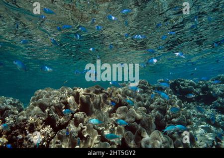 Chromis bleu-vert Chromis viridis juvénile congrégate de Dametruse dans la sécurité des eaux peu profondes de l'Australie occidentale Banque D'Images